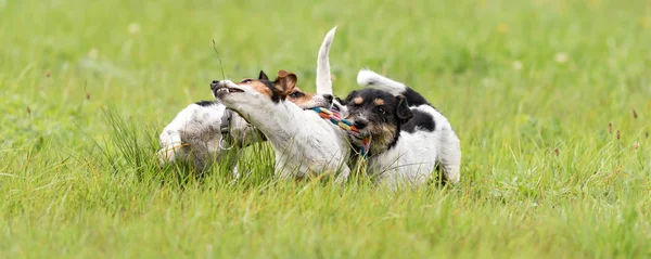 Muchos perros corren y juegan con una pelota en un prado - un lindo paquete de —  Fotos de Stock