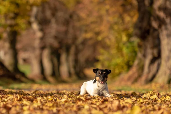 Jack Russell Terrier ogar. Młody ładny pies leży drzewo avenu — Zdjęcie stockowe