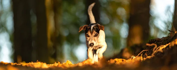 Čistokrevný Jack Russell Terrier Malý Roztomilý Pes Běží Lese Cestě — Stock fotografie