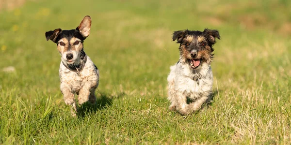 Dwa małe psy Jack Russell Terrier biegną przez zielony m — Zdjęcie stockowe