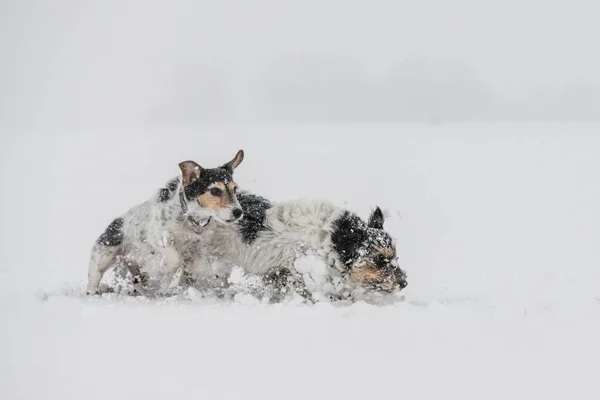 Собака Джека Рассела в снегу. Смешные псы бегут взад-вперед — стоковое фото