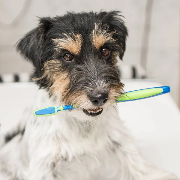 Jack Russell Terrier hund hållande tandborste. Redo att borsta — Stockfoto