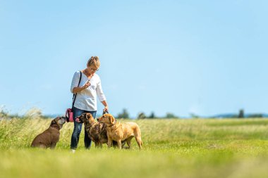 Köpek bakıcısı bir tasma üzerinde birçok köpek ile yürüyor. Köpek Walker Wit