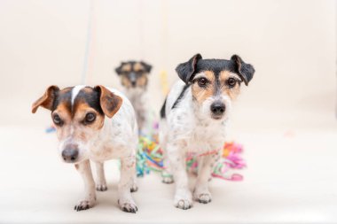 Üç sevimli yaramaz parti köpek. Jack Russell köpekler carniv için hazır