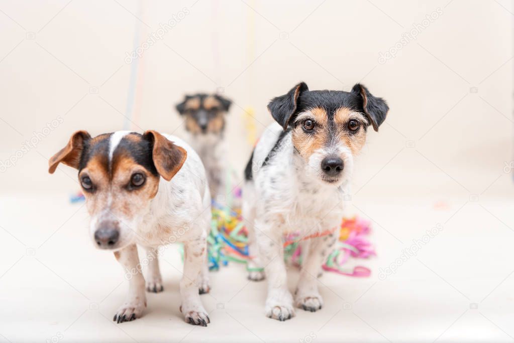 Three cute naughty party dog. Jack Russell dogs ready for carniv