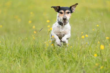 Köpek damlayan ıslak çayır üzerinde çalışan - jack russell terrier seve