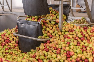 Olgun sonbahar elma bir depolama silosu, elma suyu sıkmak için hazır