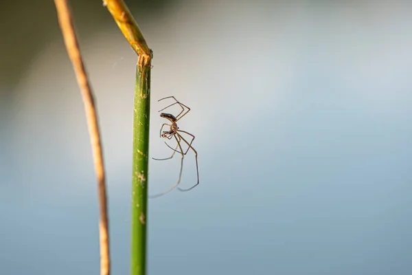 Spider outside in nature on a blade of grass in front of blue sk
