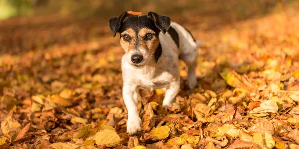 Jack Russell jest faceing w jesiennych liści — Zdjęcie stockowe