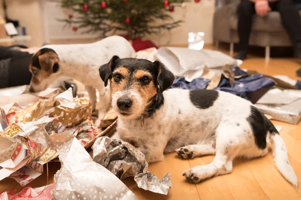 Little cute mess christmas dogs — Stock Photo, Image