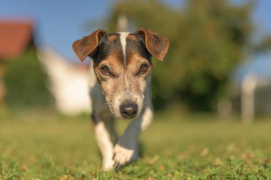 Bahçede bir Jack Russell Terrier köpek açık portresi. Cu