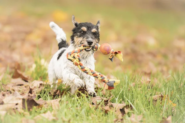 Jack russell terrier hound.  Little dog runs with his toy in the autumn season over a colorful meadow
