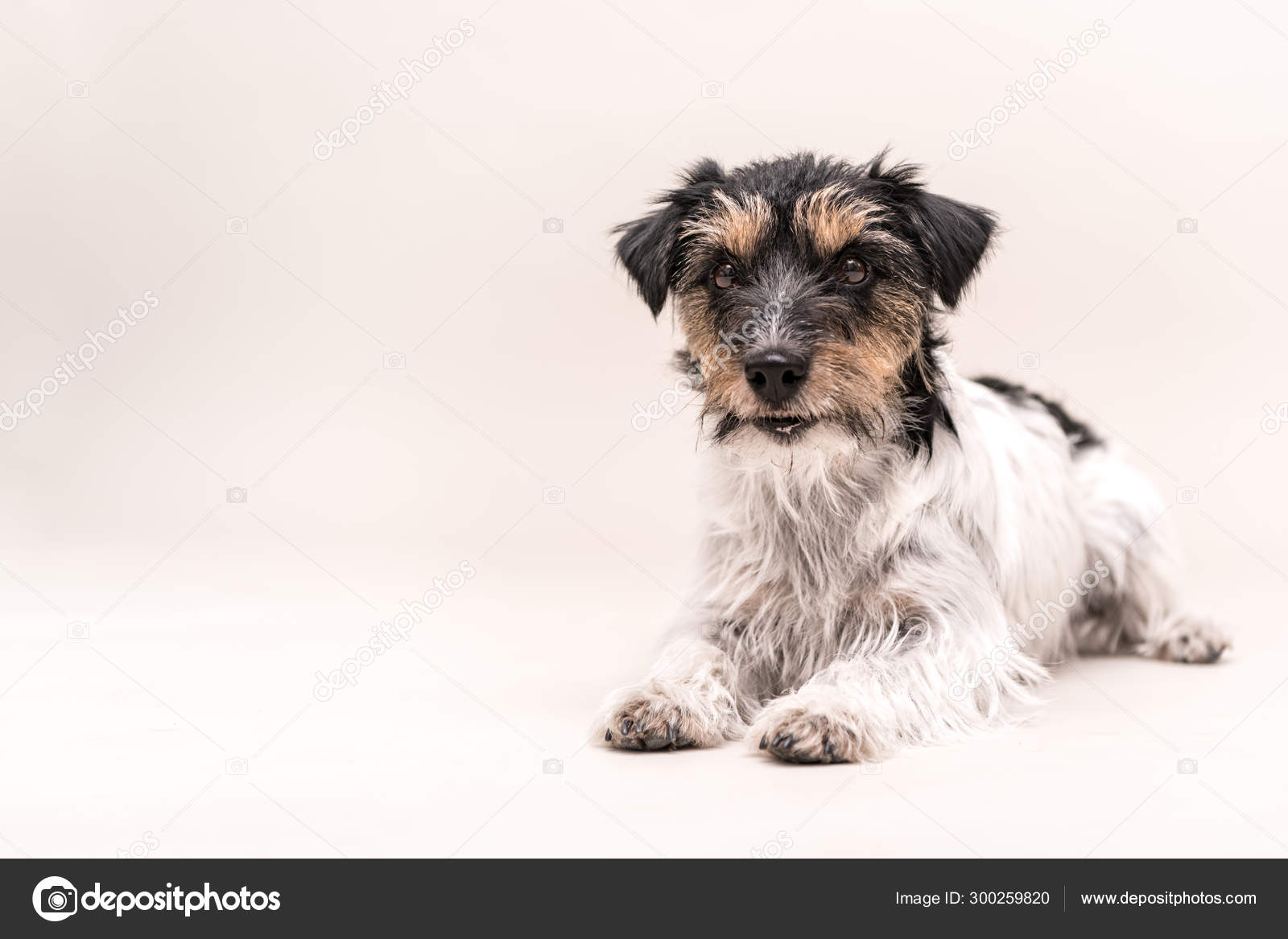 Cute Jack Russell Terrier Dog Isolated On White Stock Photo