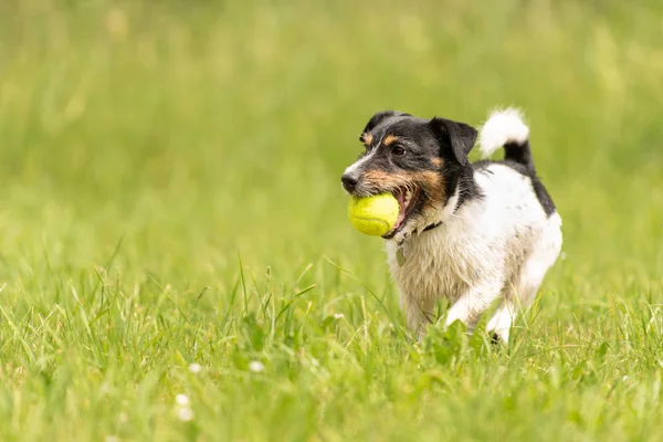 Pequeño Jack Russell Terrier perro con bola en la boca está corriendo —  Fotos de Stock