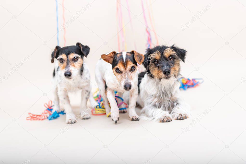 Three cute naughty party dog. Jack Russell dogs ready for carniv