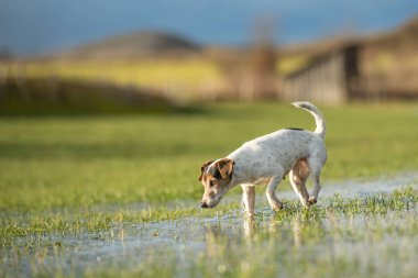 Jack Russell Terrier köpek 12 yaşında bir meado çalışıyor