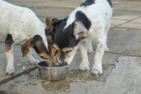 İki sevimli köpek sıcak bir yaz aylarında bir kase su içiyor - J