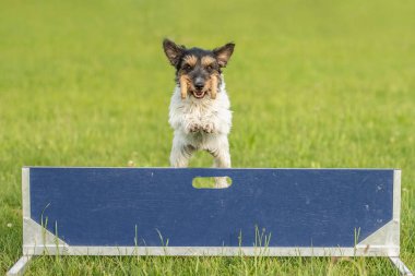 Sevimli Küçük Jack Russell Terrier köpek bir hurdl üzerinde hızlı atlıyor
