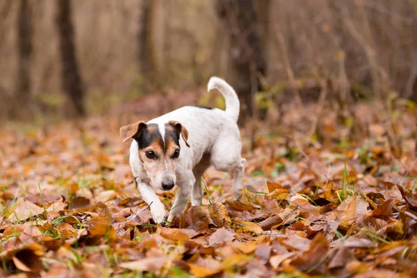 Jack Russell Terrier corre por los matorrales en los frentes desnudos —  Fotos de Stock