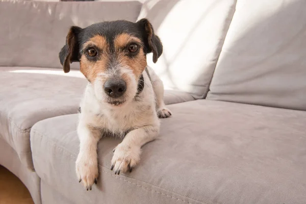 Söt liten Jack Russell Terrier hund ligger på en grå soffa. Han är — Stockfoto