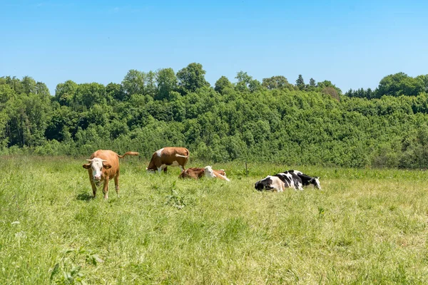 Manada de vacas en un exuberante pasto verde. Detrás del prado hay un sma — Foto de Stock