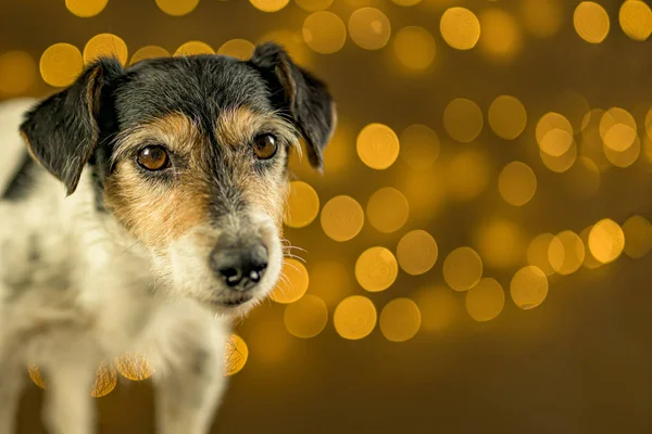 Söt liten ledsen Jack Russell Terrier hund sitter framför blurre — Stockfoto