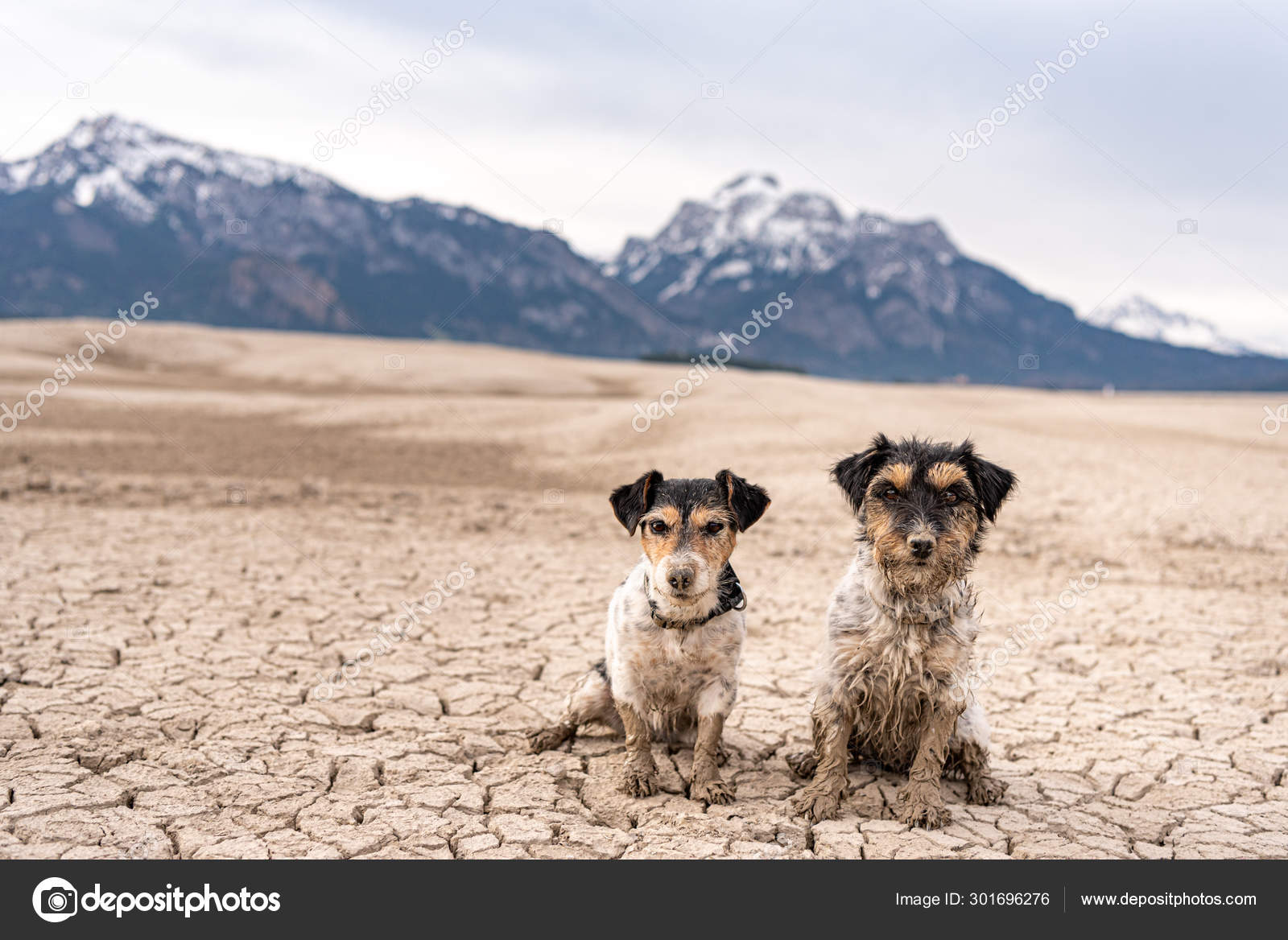 Two Cute Little Jack Russell Terrier Dogs Are Sitting In The Par Stock Photo C Thaka11 301696276