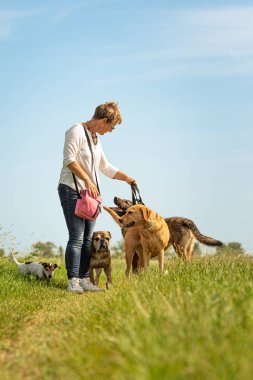 Köpek bakıcısı bir tasma üzerinde birçok köpek ile yürüyor. Köpek Walker Wit