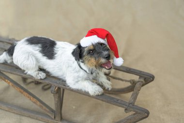 Sevimli küçük köpek bir kaş kahverengi arka plan önünde poz