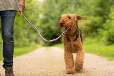 Airedale Terrier. Köpek işleyici onun odedient köpek o ile yürüyor