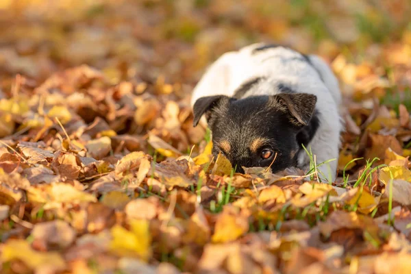 Little Jack Russell Terrier cane ha un sacco di divertimento in autunno congedo — Foto Stock