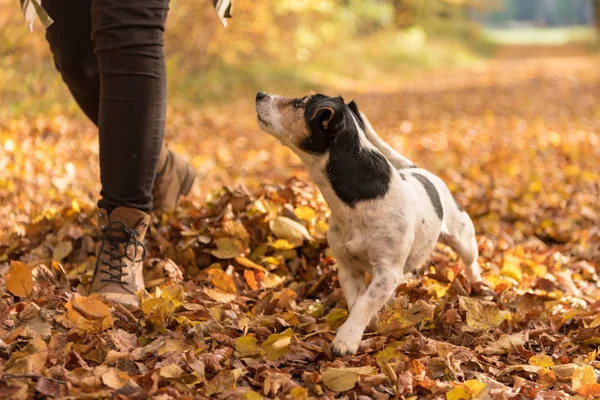 Woman goes with a dog walking in the autumn