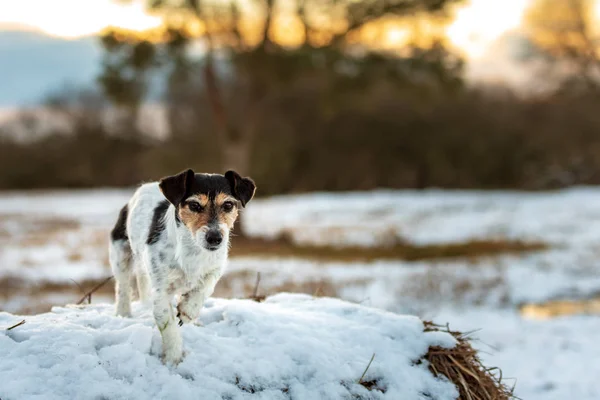 Джек Рассел Терьер в белом зимнем пейзаже. Doggy 8 лет — стоковое фото