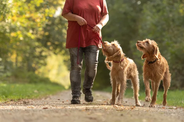 Dono do cão vai para um passeio com bonito dois cães — Fotografia de Stock