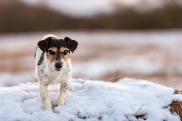 Джек Рассел Терьер в белом зимнем пейзаже. Doggy 8 лет — стоковое фото