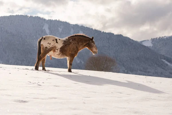 Cheval Haflinger sur la prairie d'hiver et sommets montagneux sur backg — Photo