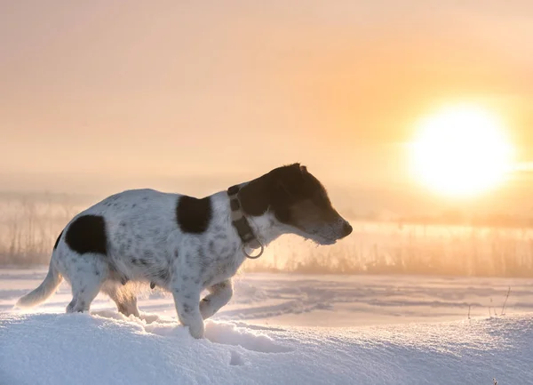 Собака утром. Восход солнца зимой — стоковое фото