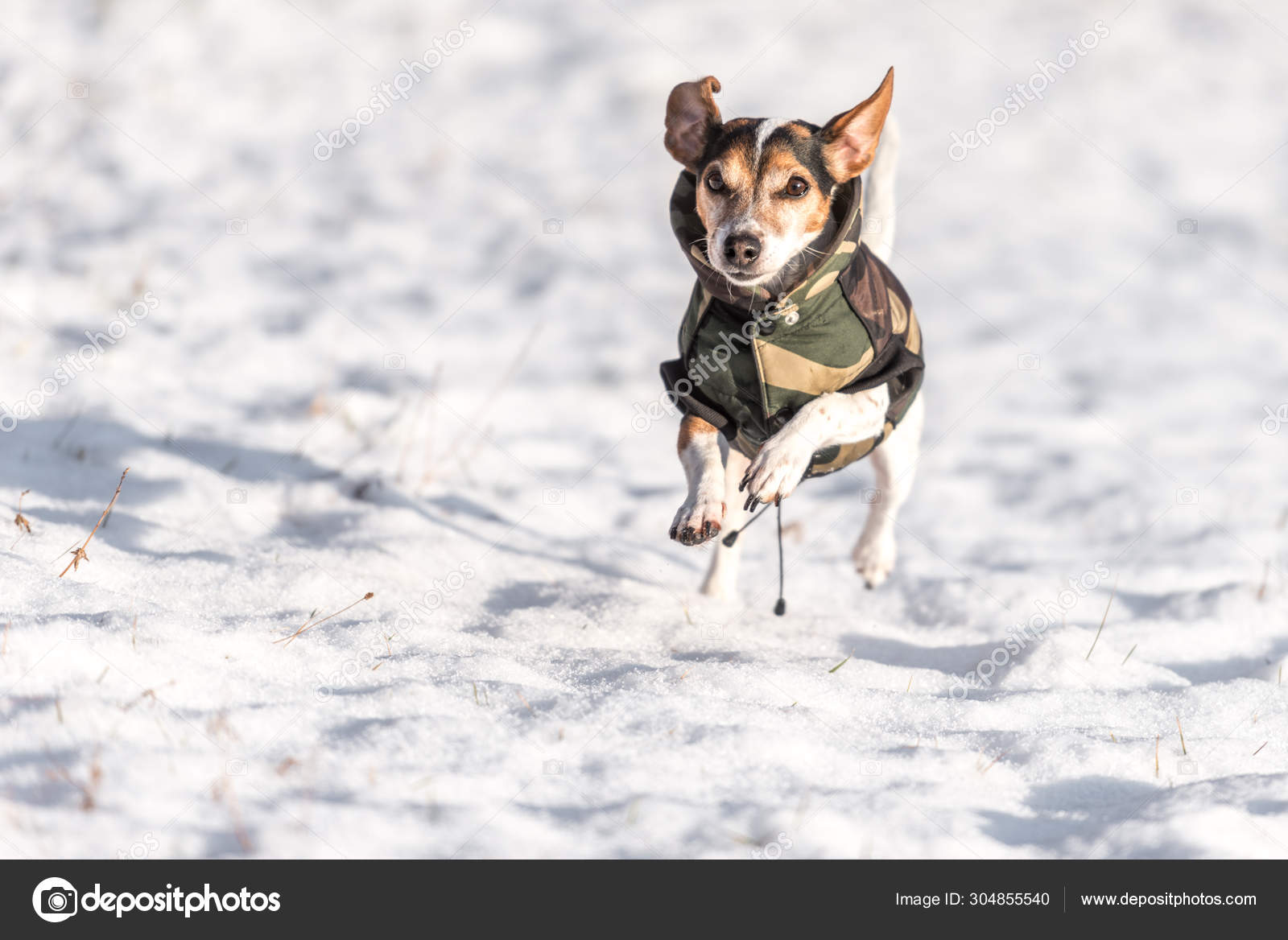 Perro Jack Russell De Pelo Corto Raza Pura Corre Rapido En El Sno Foto De Stock C Thaka11 304855540