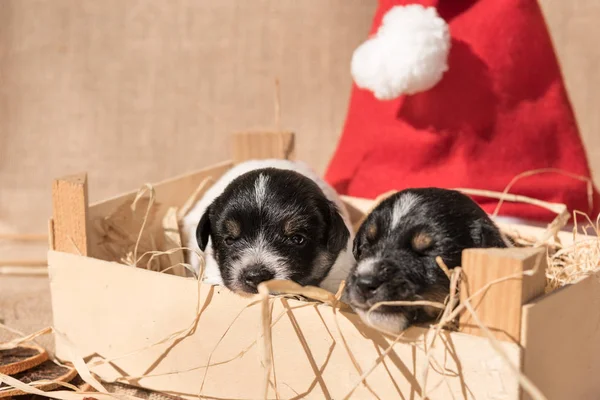 Bonecos recém-nascidos Jack Russell com chapéu de Papai Noel . — Fotografia de Stock