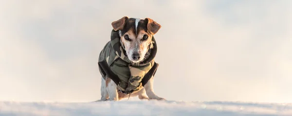 Little cute handsome Jack Russell Terrier dog with protective cl — Stock Photo, Image