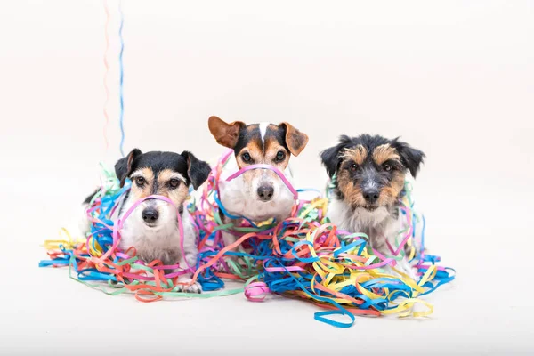 Tres lindos perritos traviesos. Jack Russell perros listos para carnívoros — Foto de Stock