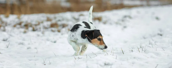 Purebred tricolor Jack Russell Terrier nariz está seguindo um tra — Fotografia de Stock