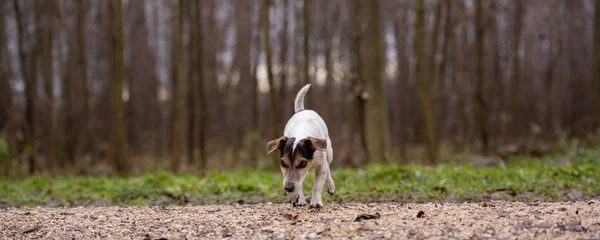 Jack Russell Terrier Cute dog is following a trail — Stock Photo, Image