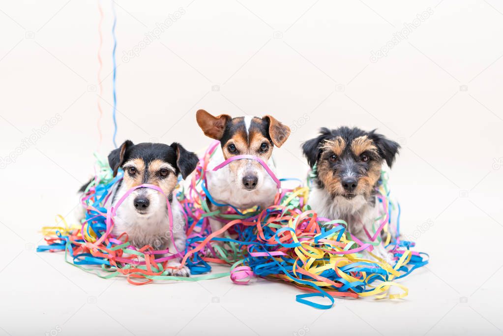 Three cute naughty party dog. Jack Russell dogs ready for carniv