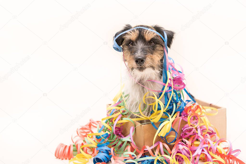   Party Dog. Jack Russell ready for carnival