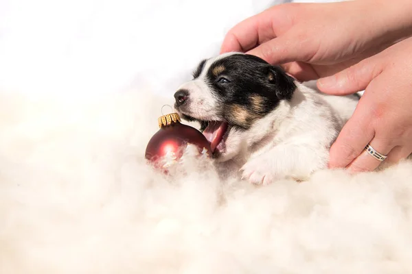 Linda Navidad cachorro recién nacido perro con bola — Foto de Stock