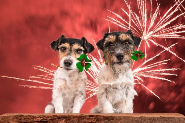 New Year\'s Eve dog - fortune boats - Jack Russell Terrier