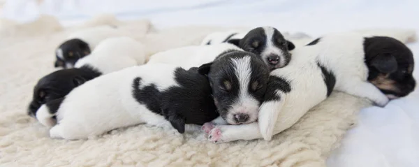 Cute Jack Russell Terrier szczeniąt psów 12 dni. Miot zrobić — Zdjęcie stockowe