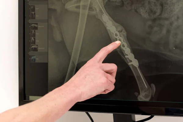 Bir köpeğin kırık ve çivilenmiş bacağı. X-ray'den sonra ekranda kontrol edin.