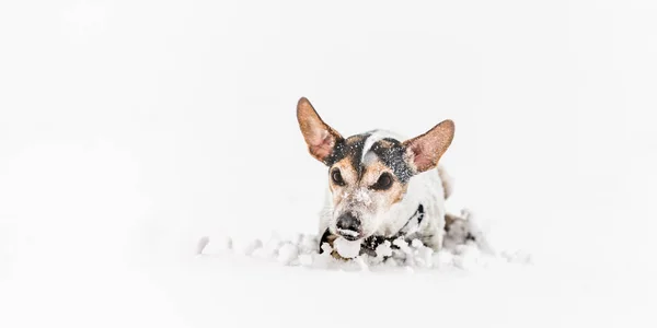 Jack Russell Terrier pies w śniegu. Śliczne śmieszne psy działa w — Zdjęcie stockowe